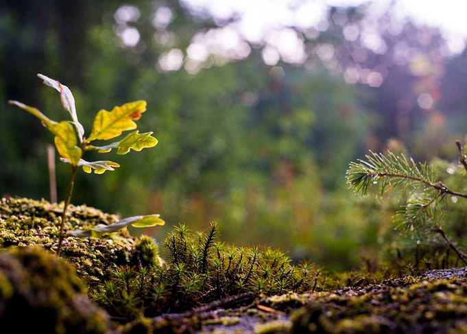 Macro of saplings in sun