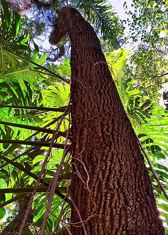 MONSTERA AND TREE TRUNK