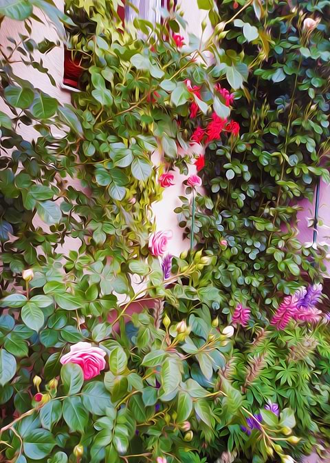 Rose garden