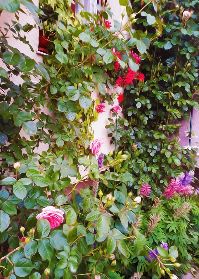 Rose garden