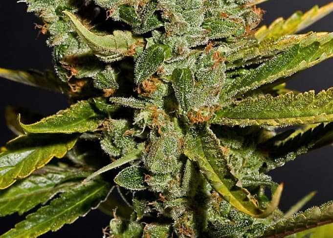 Cannabis