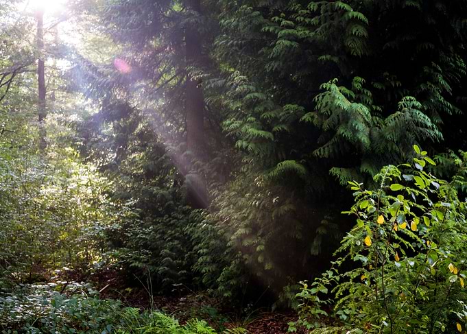 Sunrays in woods and tree