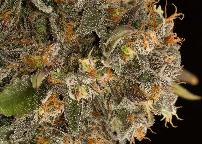Cannabis