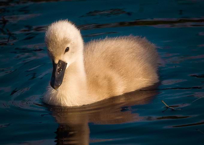 Sweet chick