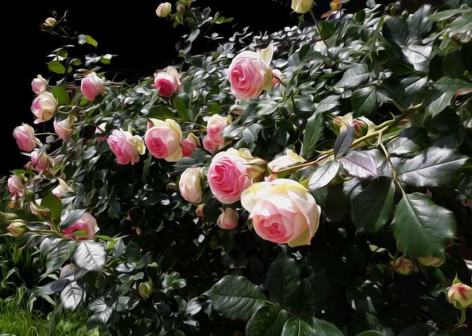 Garden of Roses