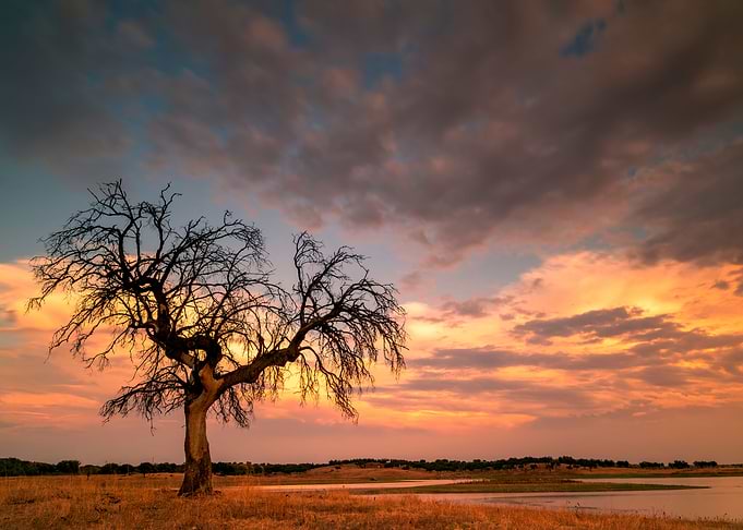 lonely tree