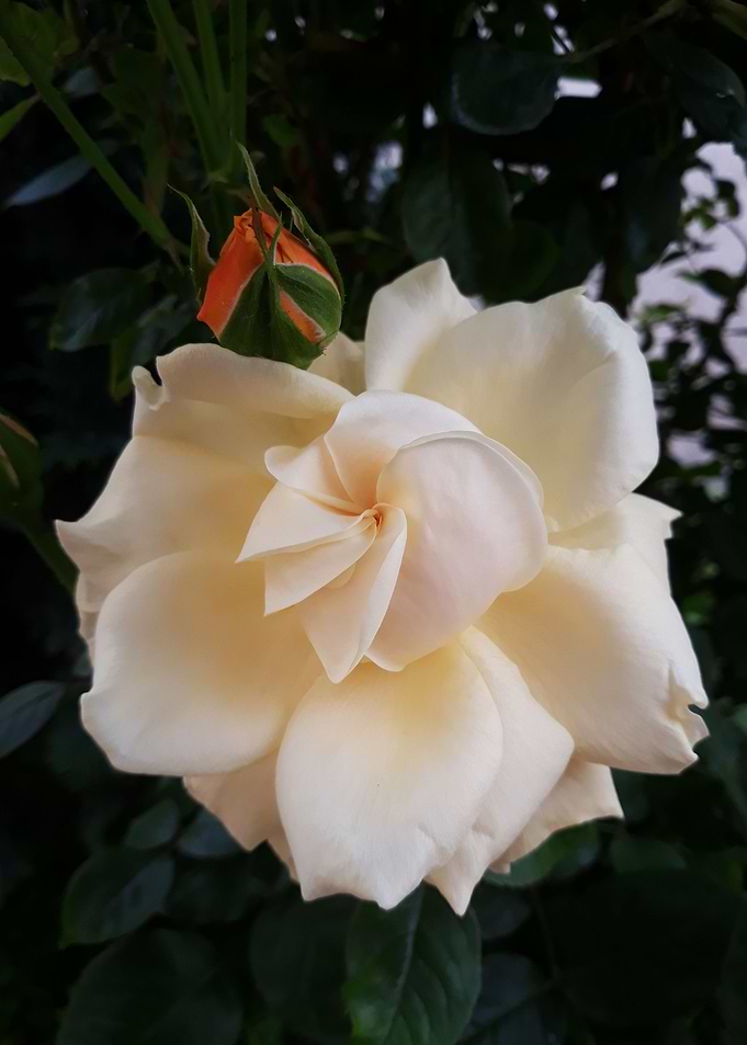 Rose splendor
