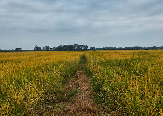 Rice field