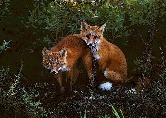 Fox