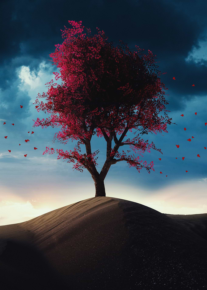 Red japanese maple