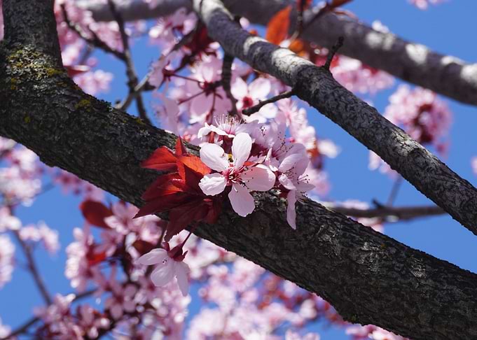 Spring Blossom