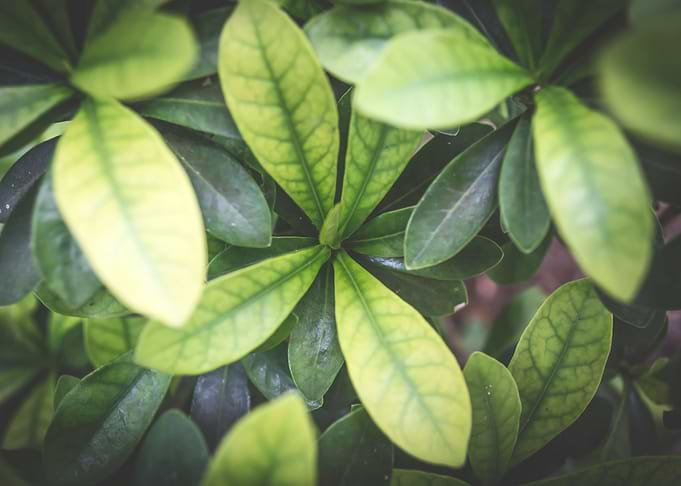 Green leaves