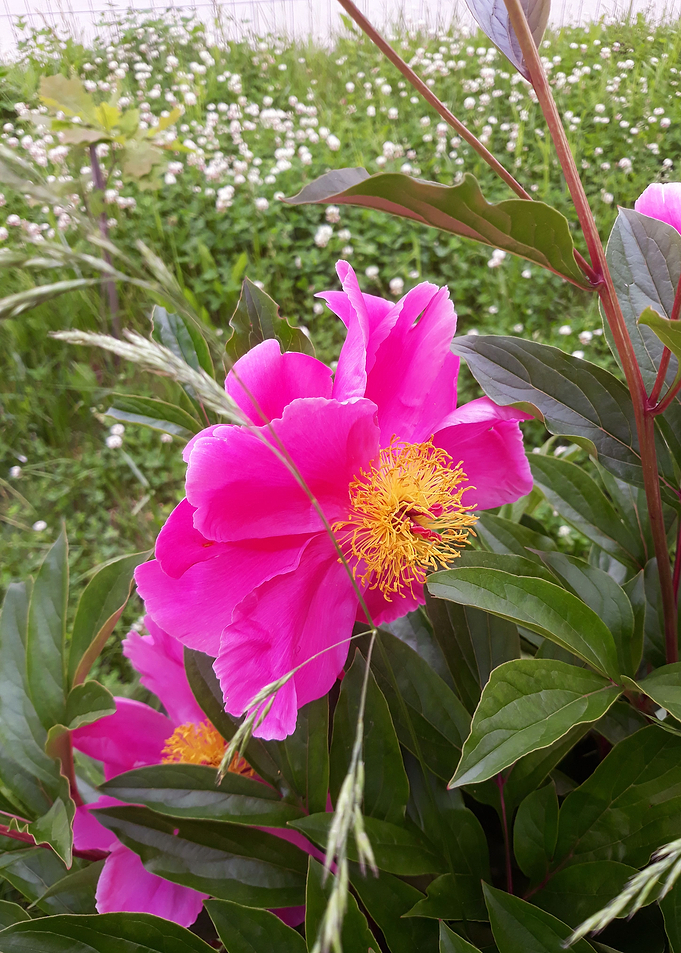 Pink delight