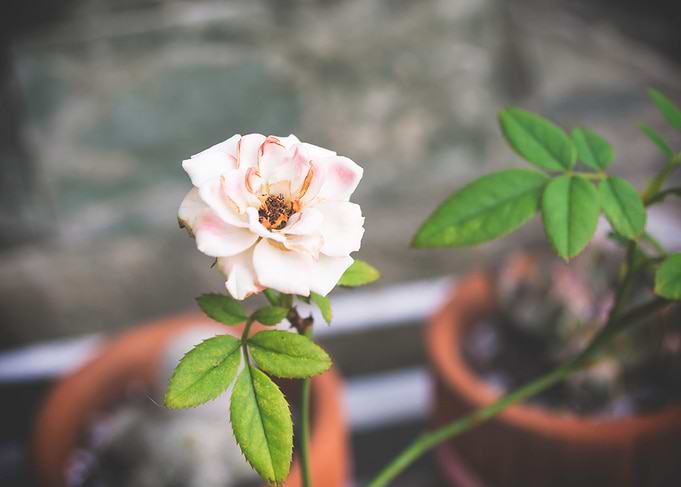 Lovely white flower