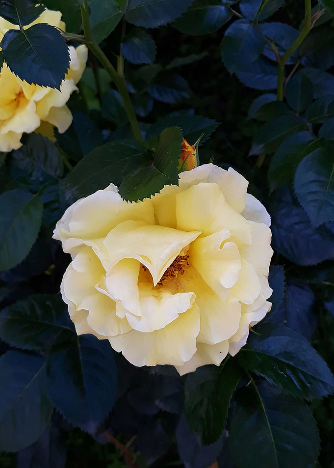Rose love