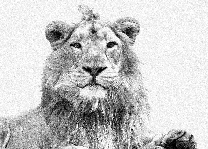 Animals Asiatic Lion India