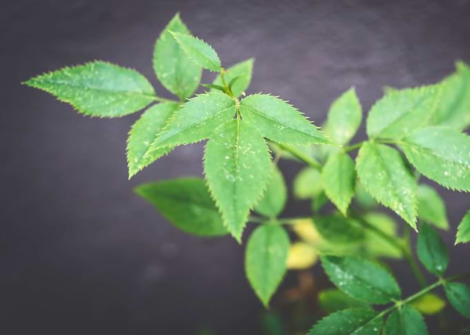 Leaves