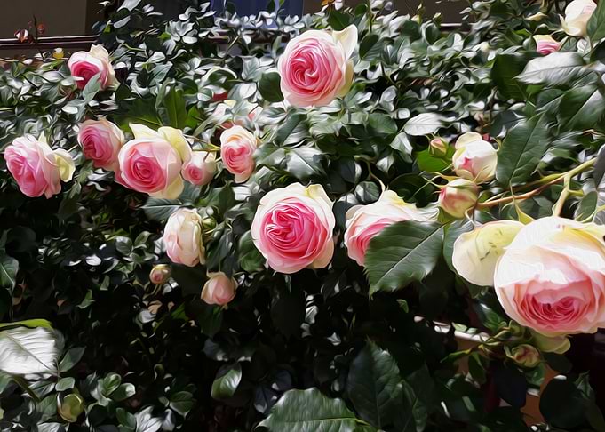 Rose garden music