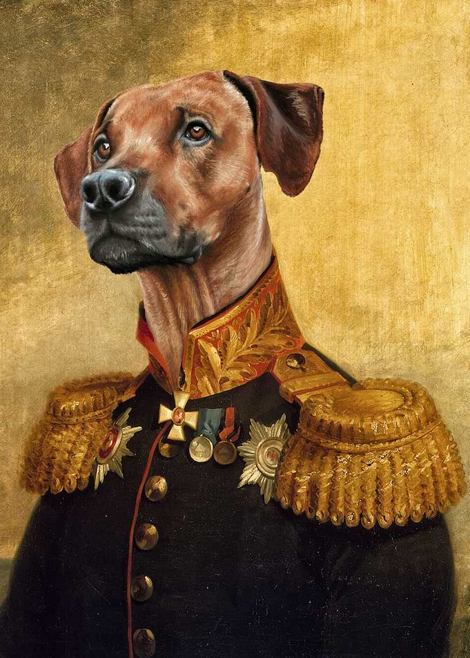 Rhodesian ridgeback
