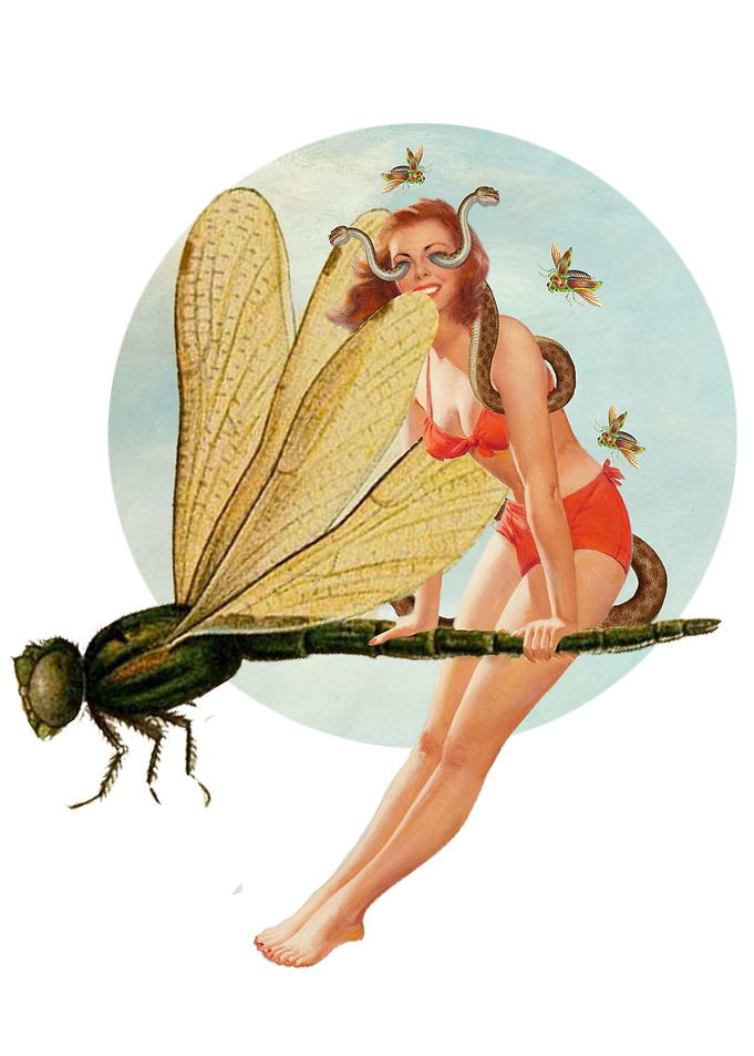 libellula