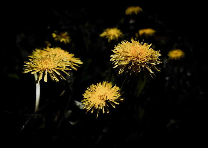 Soleils Obscurs