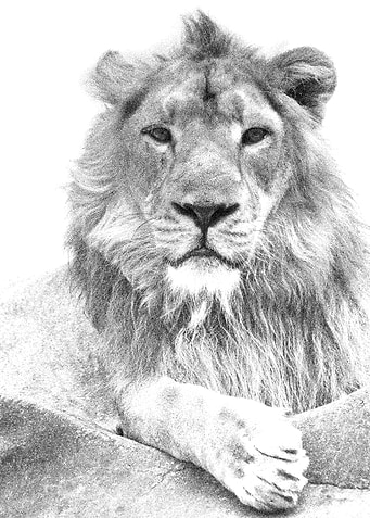 Animals Asiatic Lion India