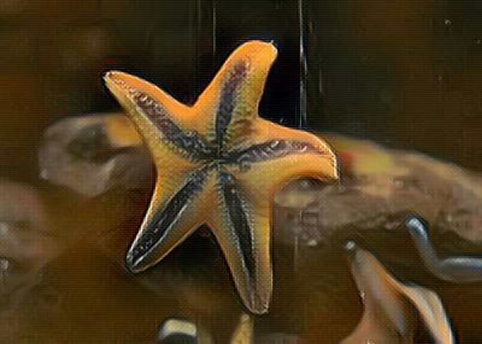Star Fish Caramel Mood