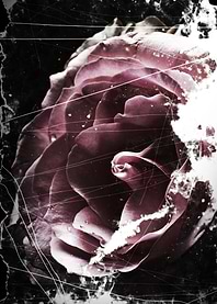 Faded flowers 2