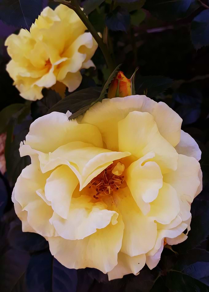 Yellow rose beauty