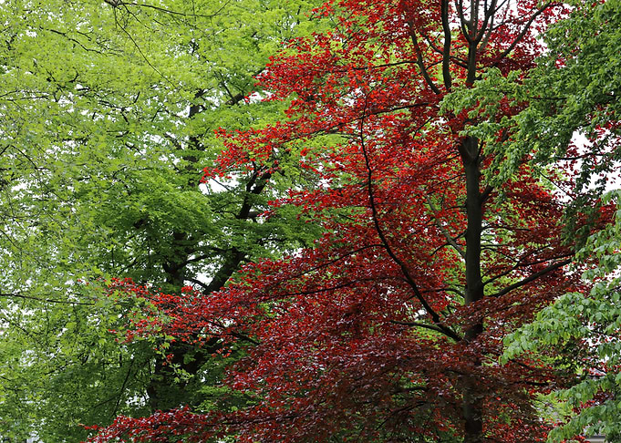 Contrasts of nature