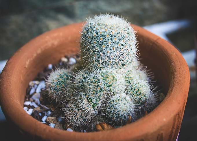 Beautiful cactus