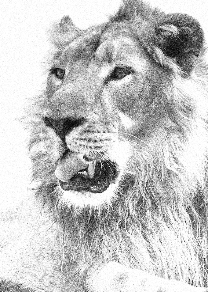 Animals Asiatic Lion India