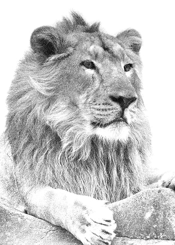 Animals Asiatic Lion India
