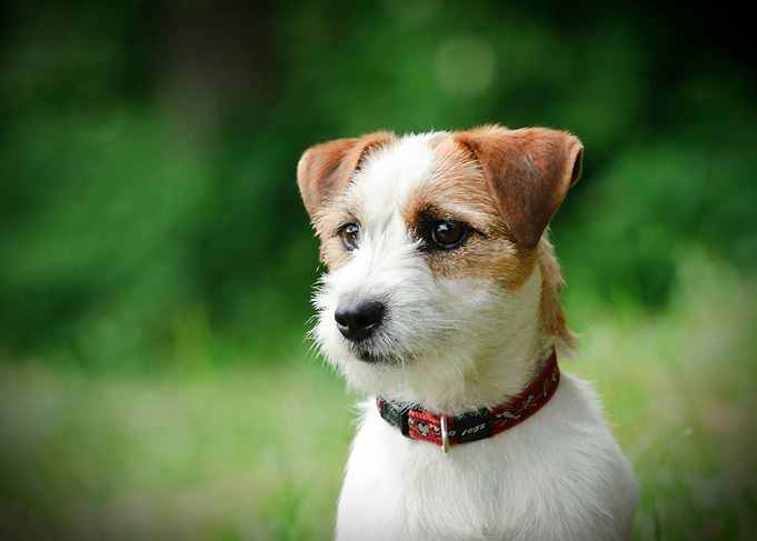 Jack Russell Terrier