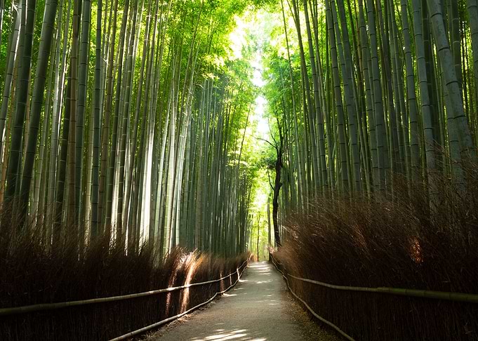 Bamboo forest