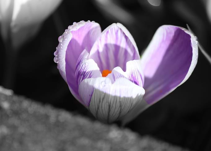 Flowers of Spring