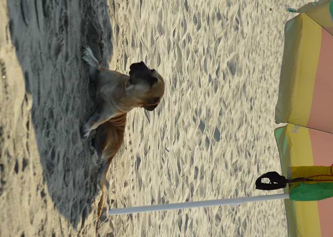 Sand dog