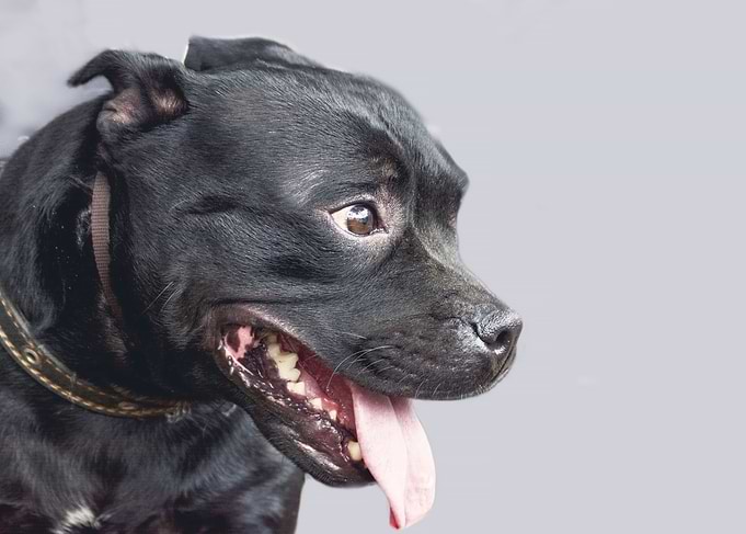 Beautiful dog portrait