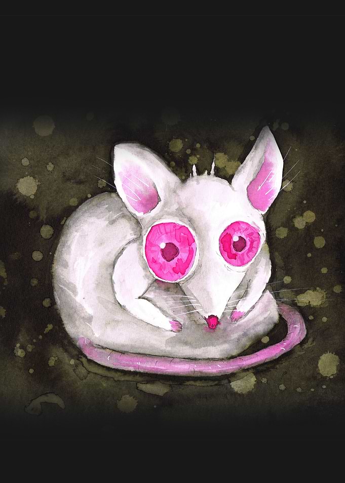 Albino rat