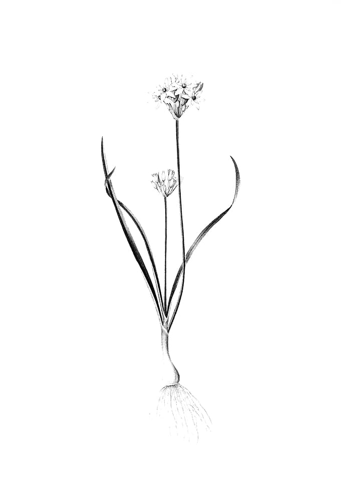 Vintage Engraved Floral