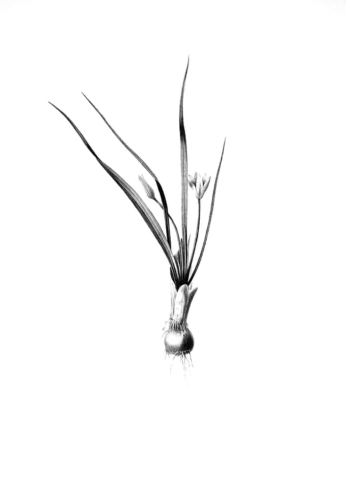 Vintage Floral Engraving