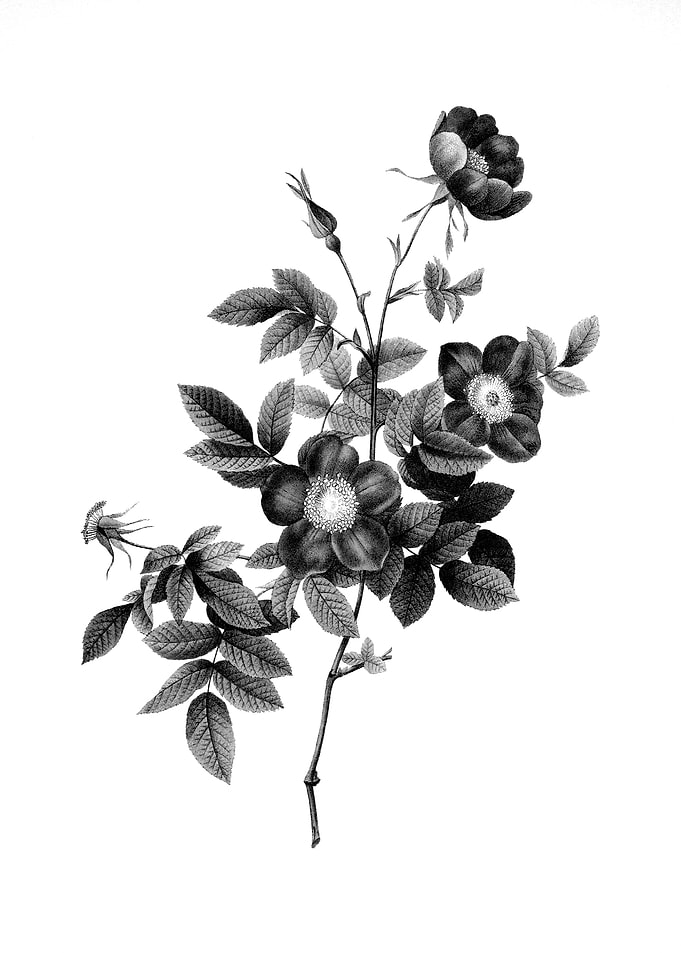 Vintage Engraved Botanical