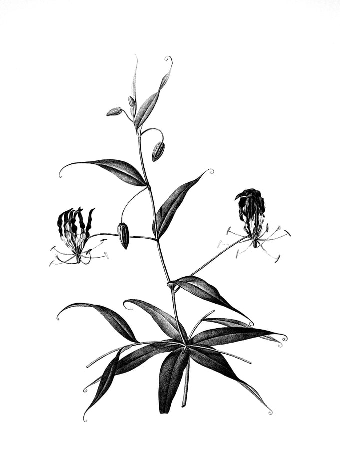 Vintage Floral Engraving