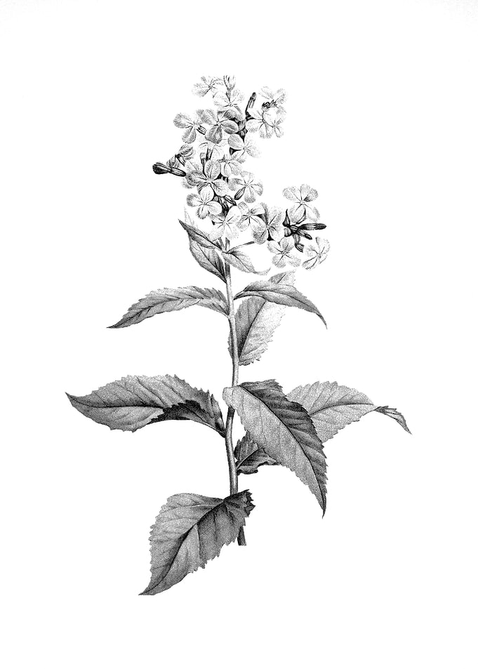 Vintage Floral Engraving