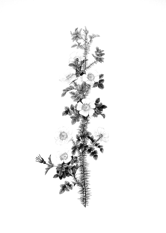 Vintage Floral Engraving