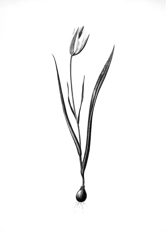 Vintage Engraved Botanical