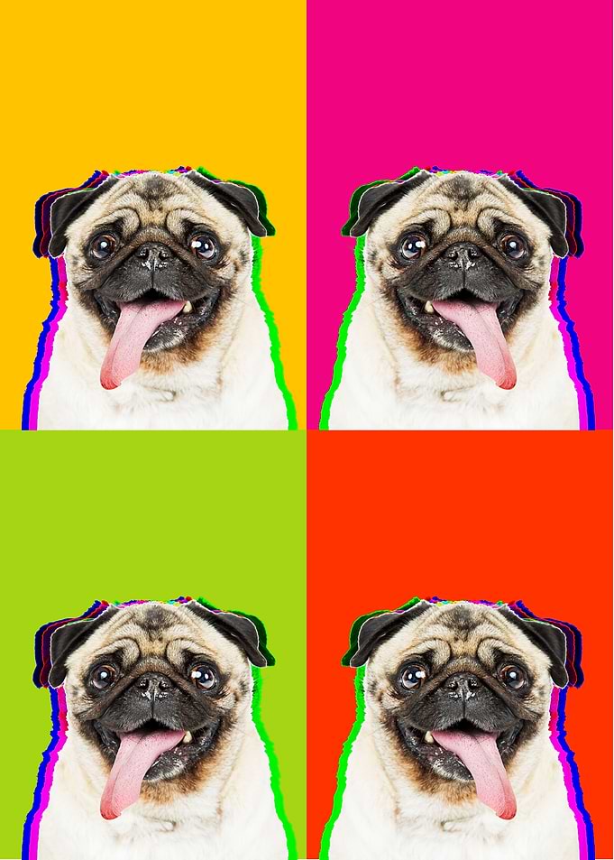Pug Pug Pug