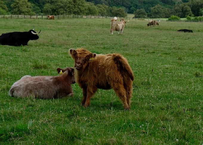 Baby Coo