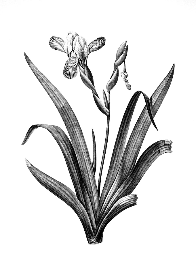 Vintage Floral Engraving
