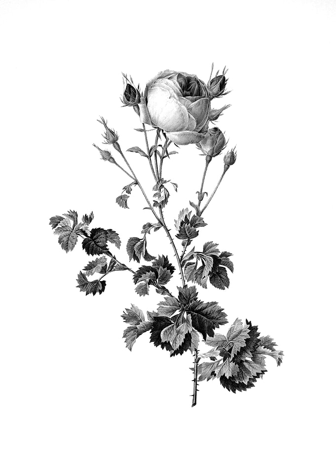 Vintage Engraved Botanical